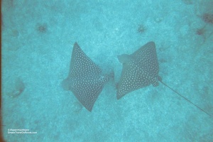 071 GAL Eagle Rays