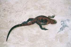 078 GAL Marine Iguana