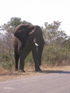 086 SAF Elephant 3