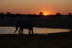 Etosha Waterhole night elephant