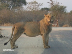 095 SAF Lion